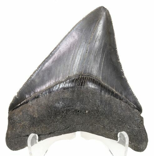 Glossy, Serrated Megalodon Tooth - Georgia #53651